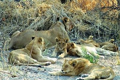 lion family in the wild