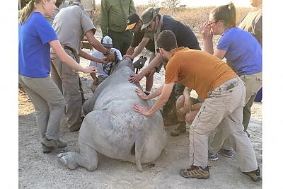 group helping with darting of white rhino