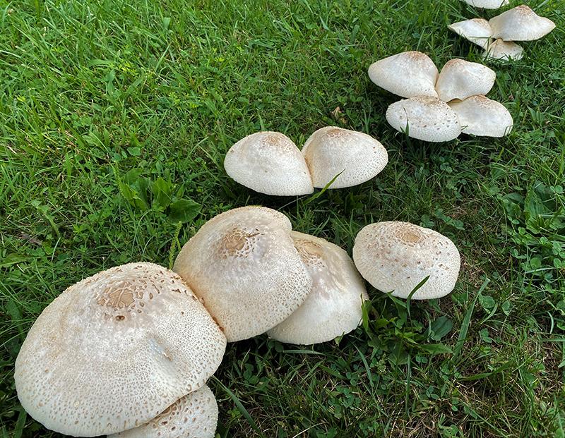 White mushrooms on green grass
